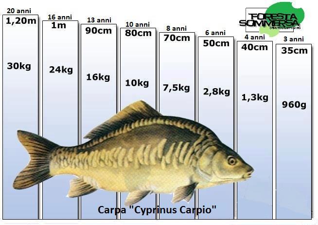 Diverse pescuit - 5271003488641885357221532732499n.jpg